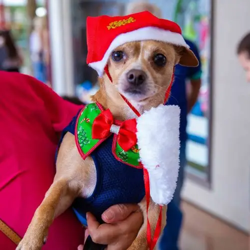 Galleria Shopping realiza edi��o especial de Natal do Encontro Pet