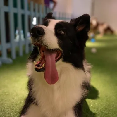 Ama Border Collies? Galleria Shopping recebe encontro especial